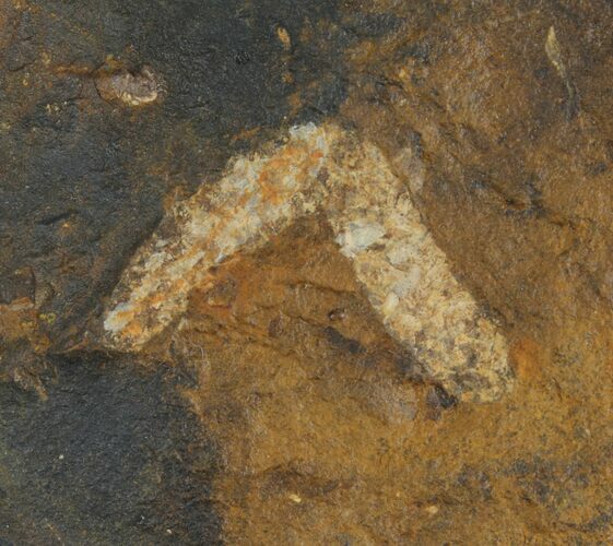 Paleocene Fossil Flower Stamen (Palaeocarpinus) - North Dakota #95370